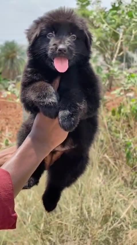 German Shepherd | Pure Black