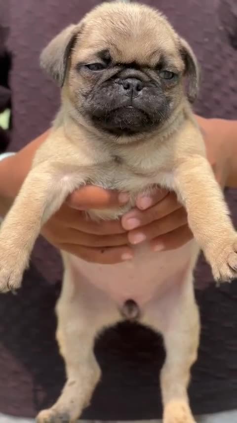 Pug Puppy | Apricot Color