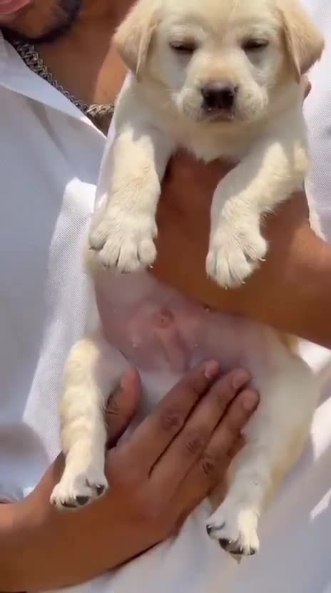 Labrador Retriever | White