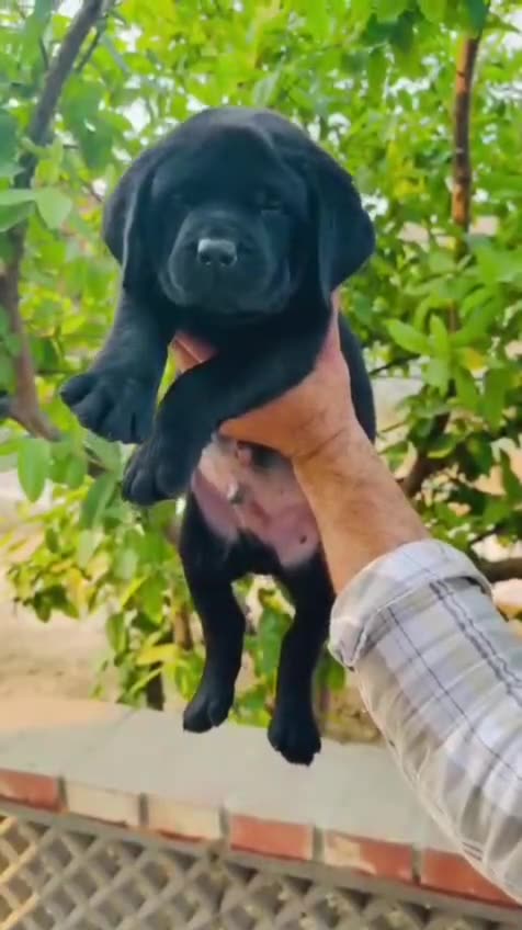Labrador Retriever | Black