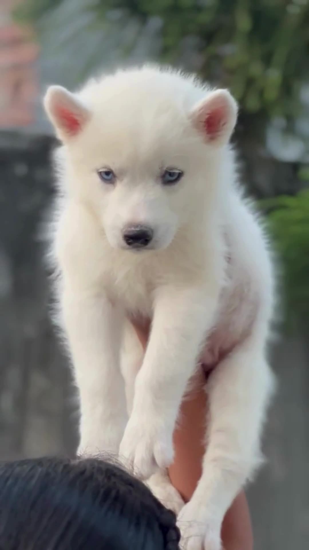 Siberian Husky Puppy | White Color
