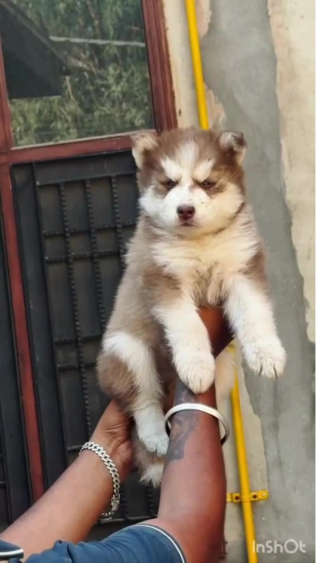 Siberian Husky Puppy | Copper & White Color