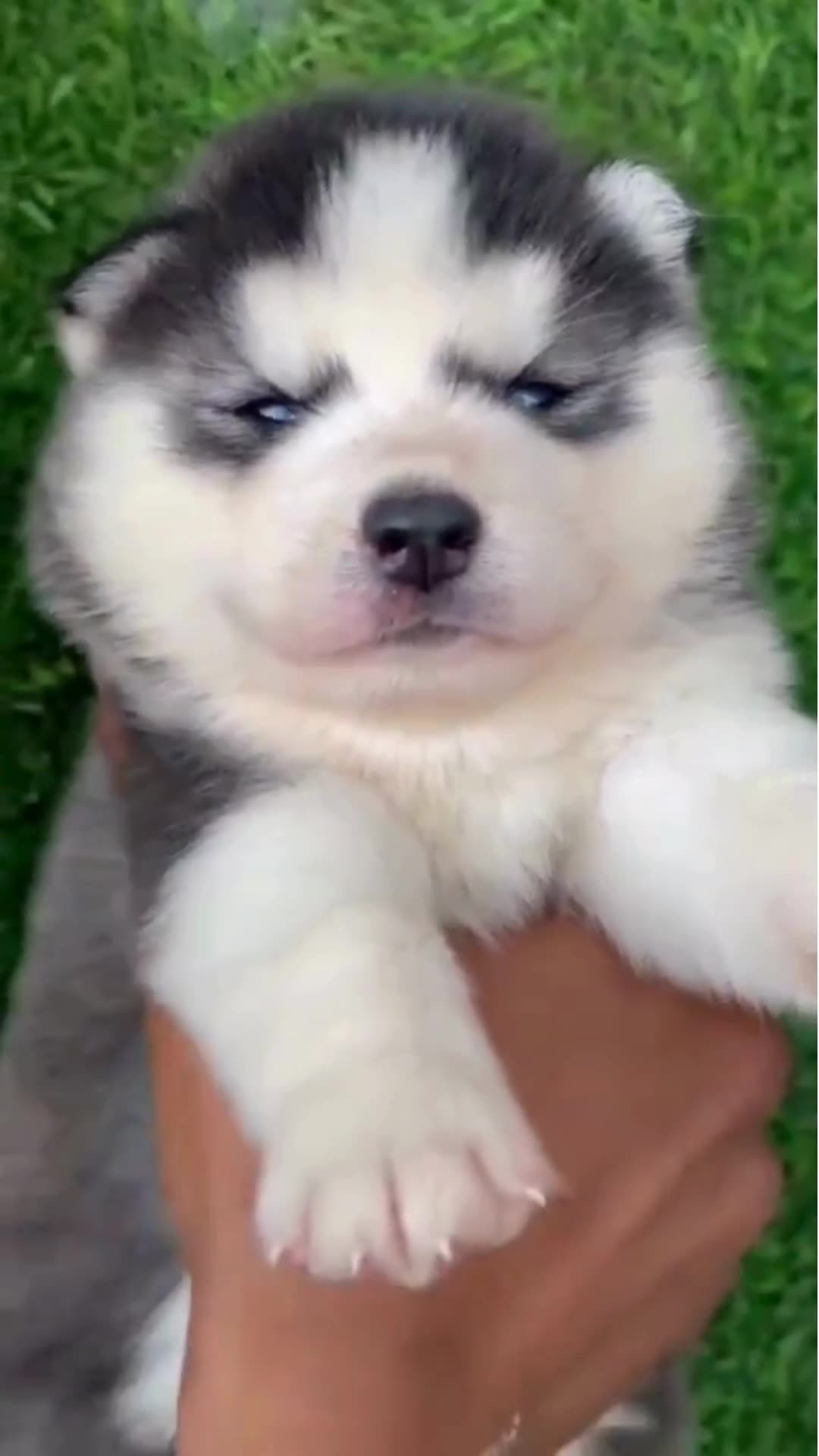 Siberian Husky Puppy | Black & White Color