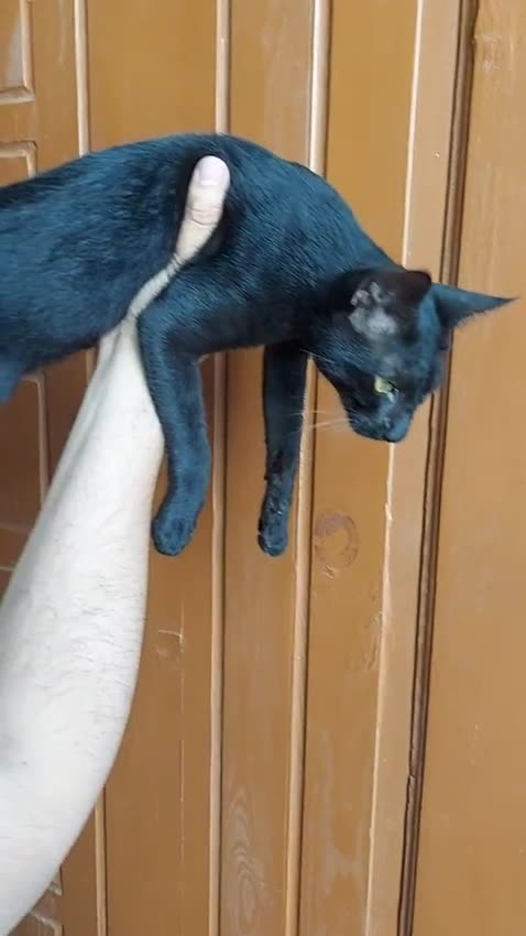 Bombay Kitten