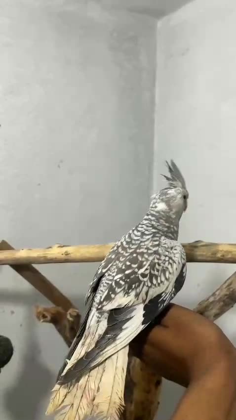 Grey Cockatiel