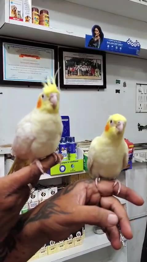 Lutino Cockatiel