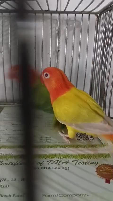 African Love Birds Yellow & Orange