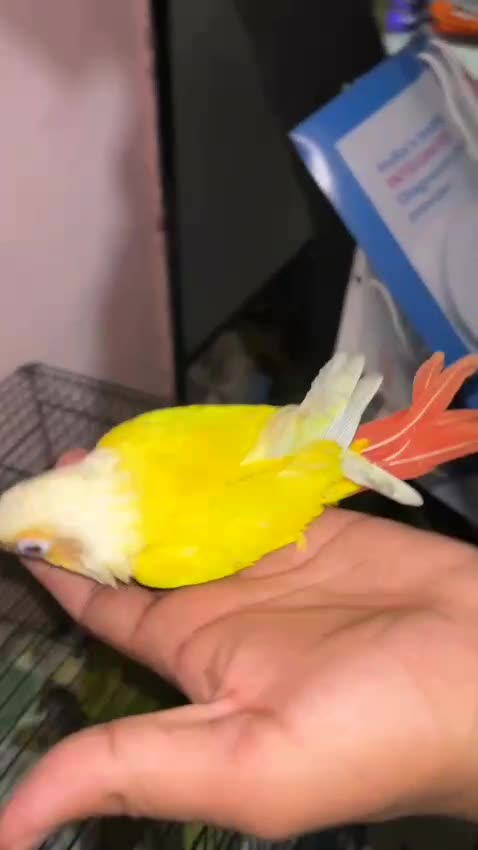 Sun Cheek Conure