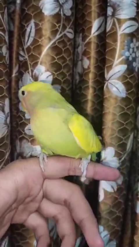 African Love Birds Peach Face