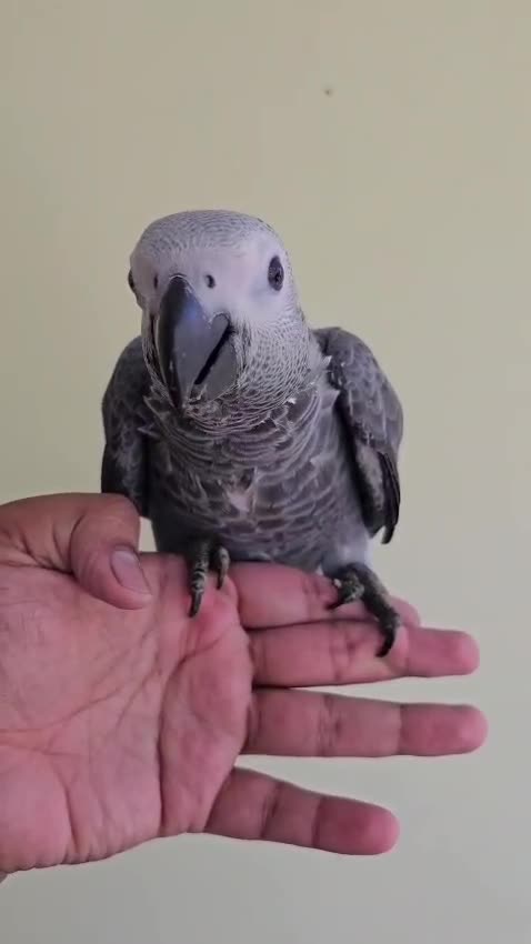African Grey Parrot