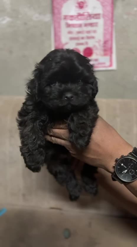 Shih Tzu | Pure Black