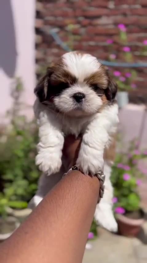 Shih Tzu Puppy | Brown & White