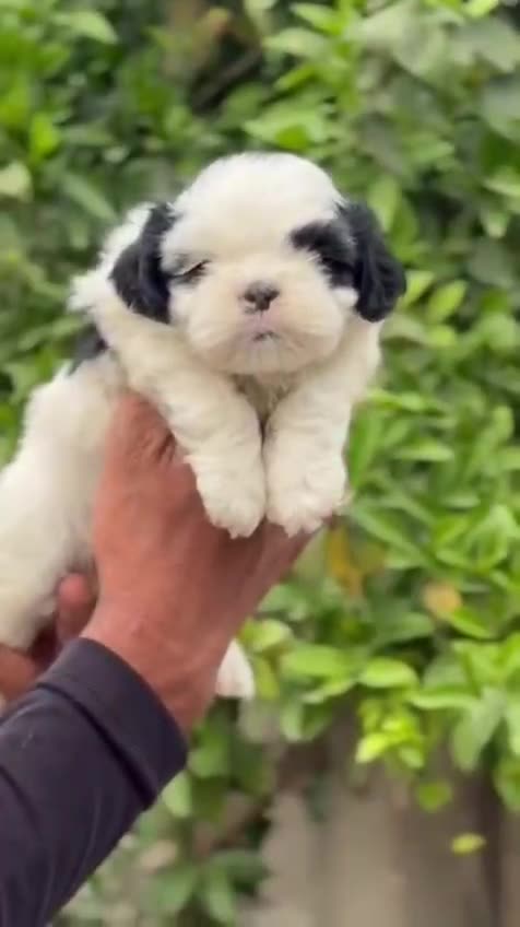 Shih Tzu | Black & White