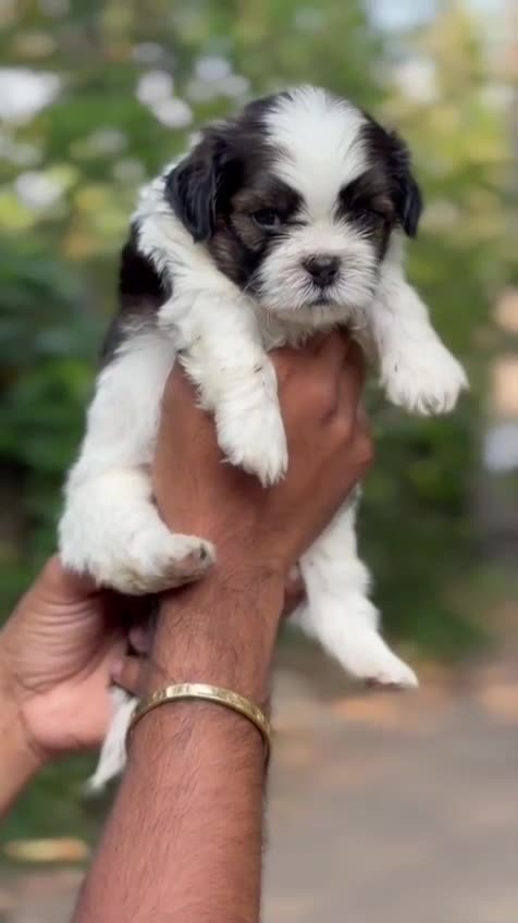 Shih Tzu | Tricolor