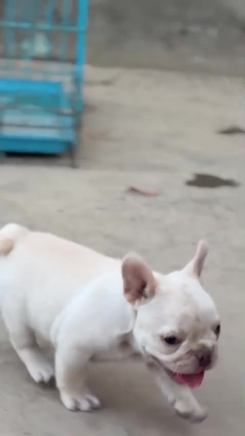 French Bulldog | White