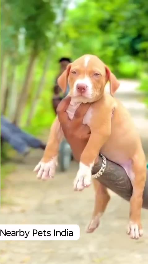 Pitbull Terrier Puppy