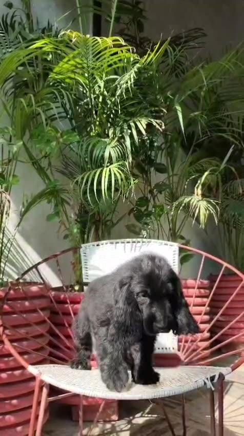 Cocker Spaniel Puppy | Black Color