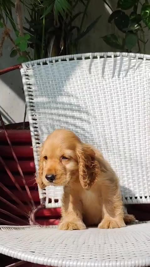 Cocker Spaniel Puppy | Brown Color