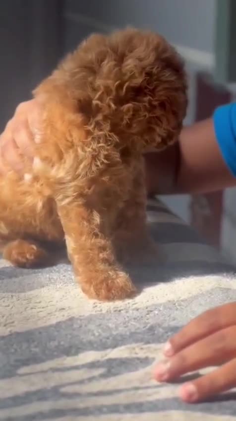 Toy Poodle Puppy