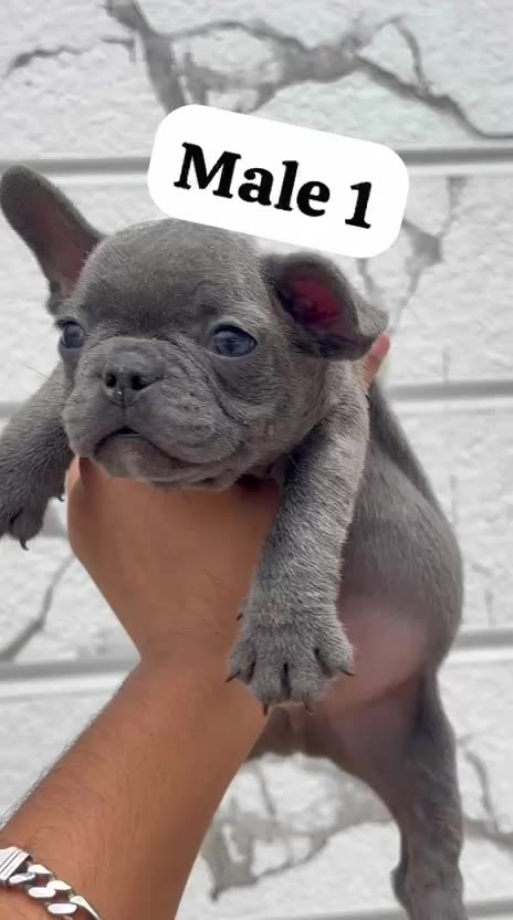 French Bulldog Puppy | Blue