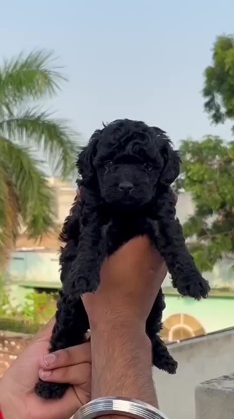 Toy Poodle Puppy | Black Color