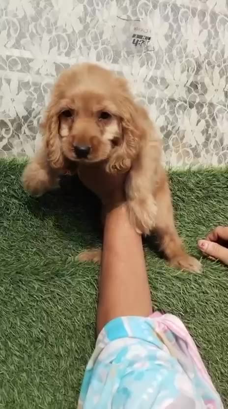 Cocker Spaniel Puppy | Chocolate Brown Color