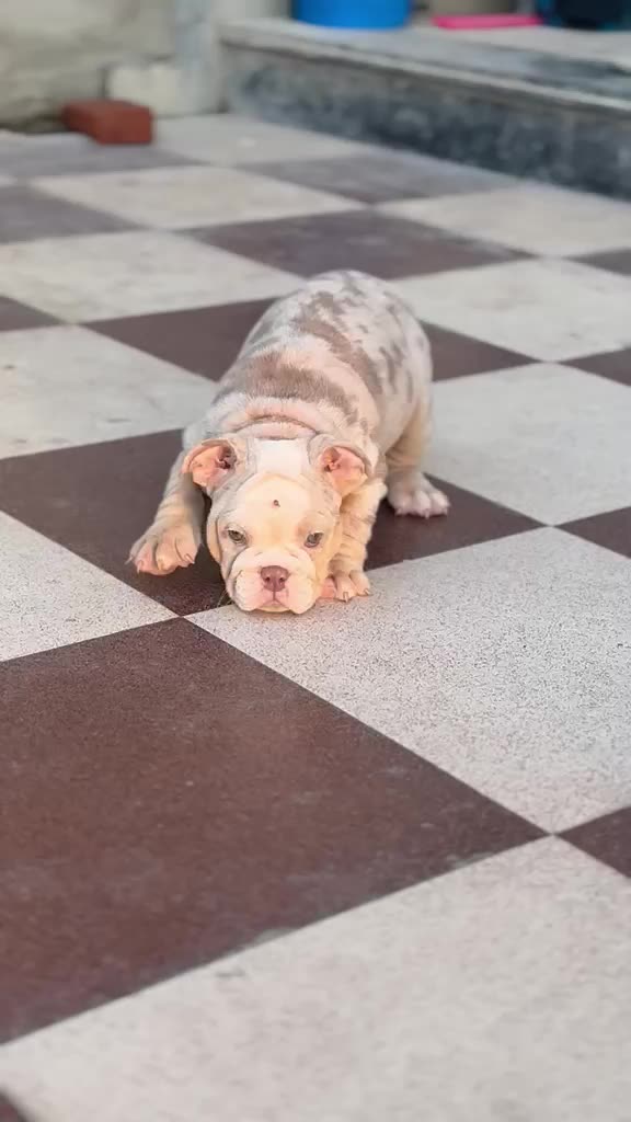 English Bull Dog Puppy