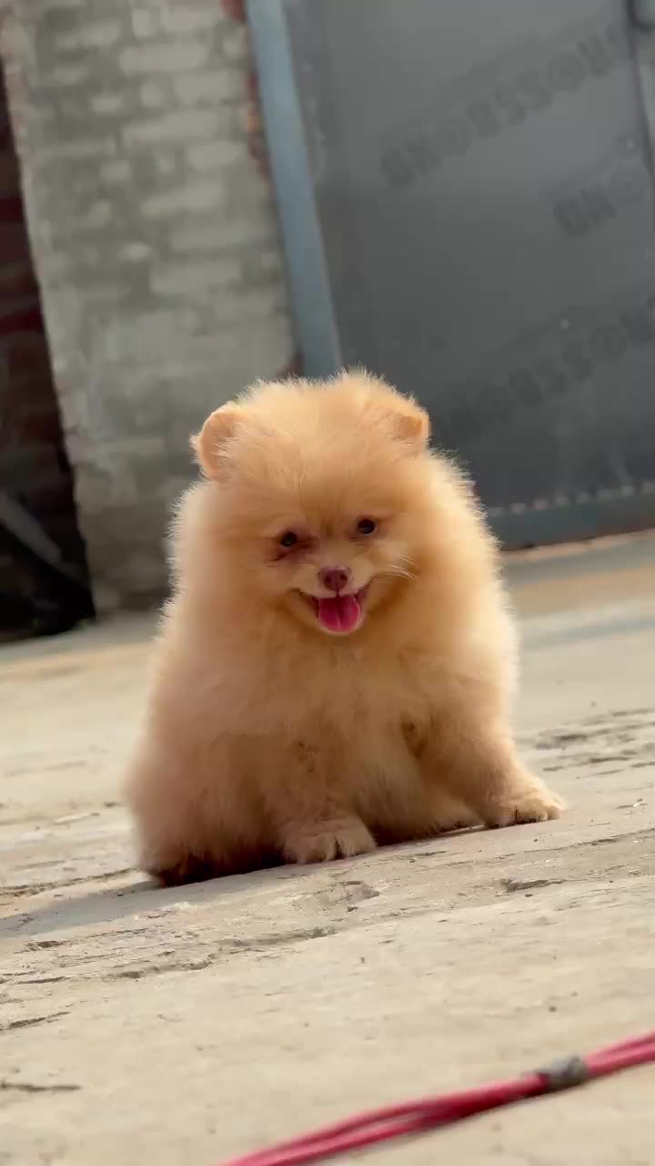 Culture Toy Pom Puppy