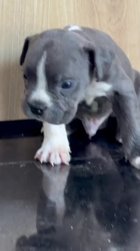 American Bully Pocket Size Puppy