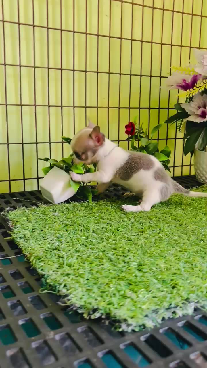 Chihuahua Puppy
