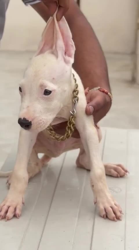 Dogo Argentino Puppy