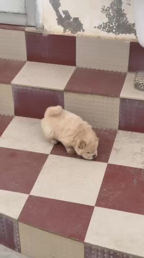 Chow Chow Puppy | Cream Color