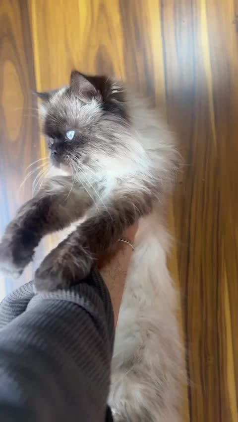 Himalayan Kitten