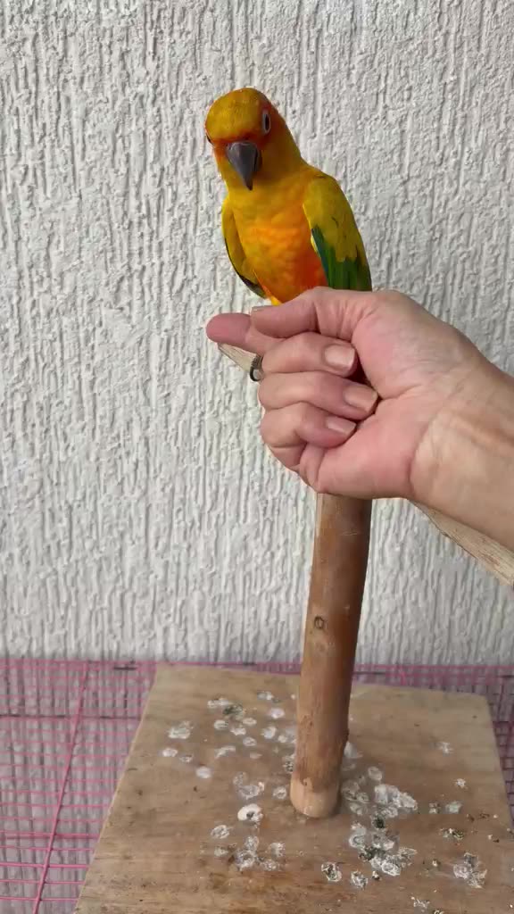 Sun Conure