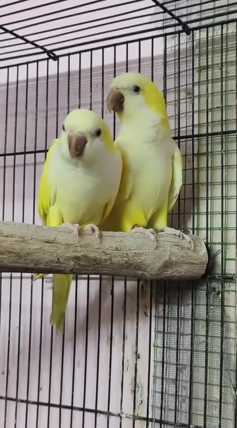 Yellow Monk | Lutino Quaker Parrot