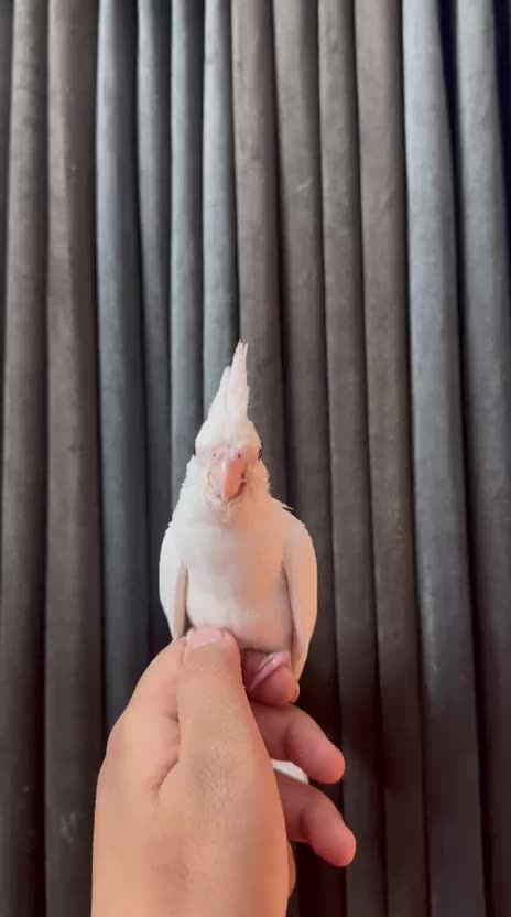Albino Cockatiel