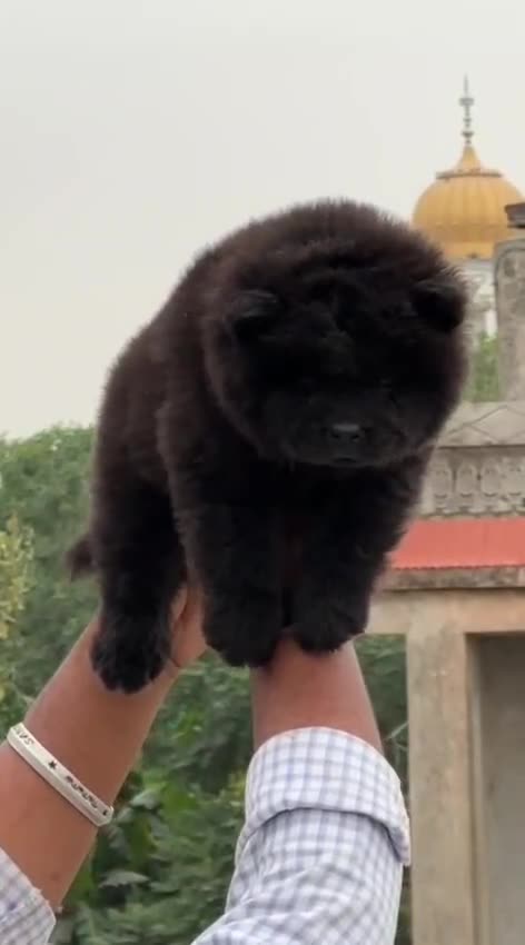 Chow Chow Puppy | Black Color