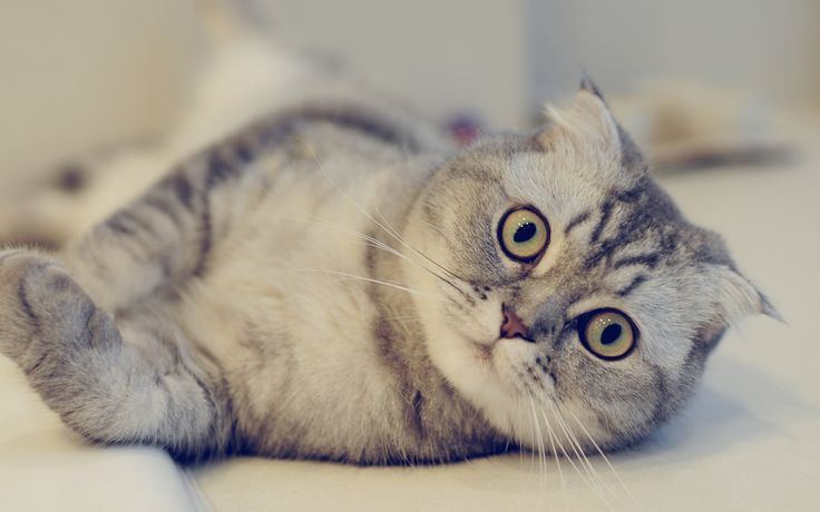 Scottish Fold | Chincila Variations kitten available in Kodur