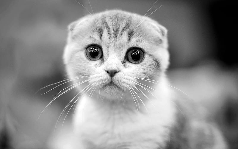 Scottish Fold | Chincila Variations
