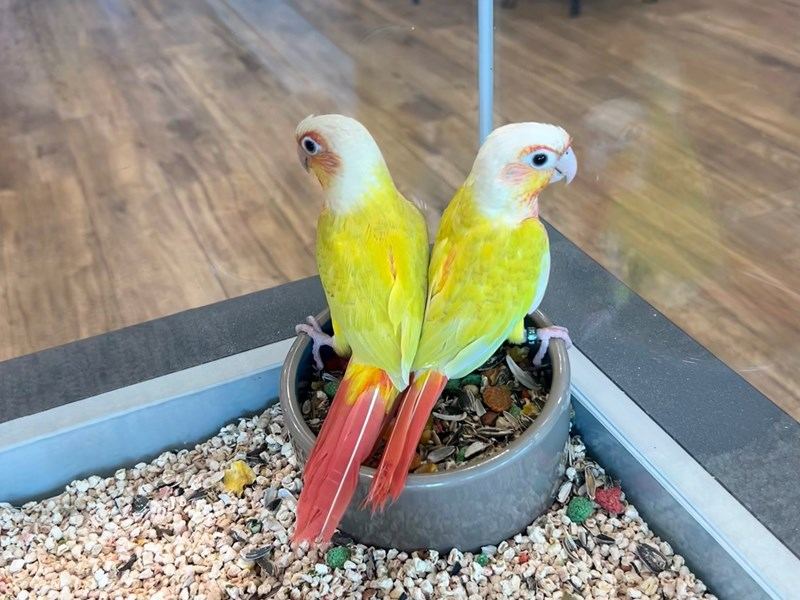 Sun Cheek Conure in Oddanchatram