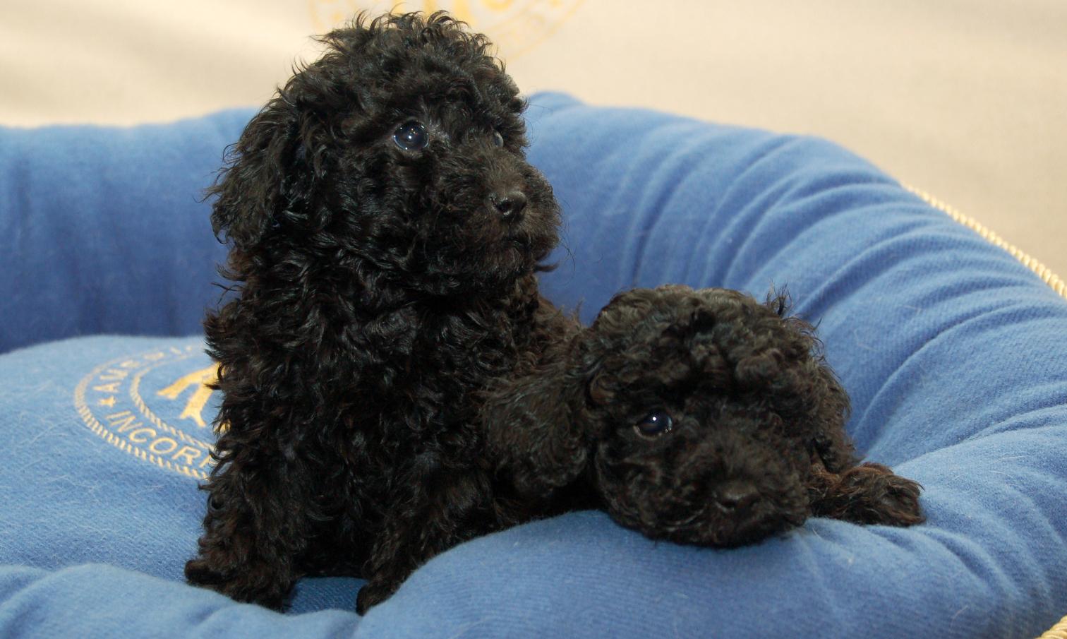 Toy Poodle Puppy | Black Color - Toy Poodle Puppy