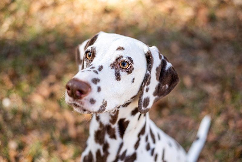 Dalmatian Puppy | Brown & White