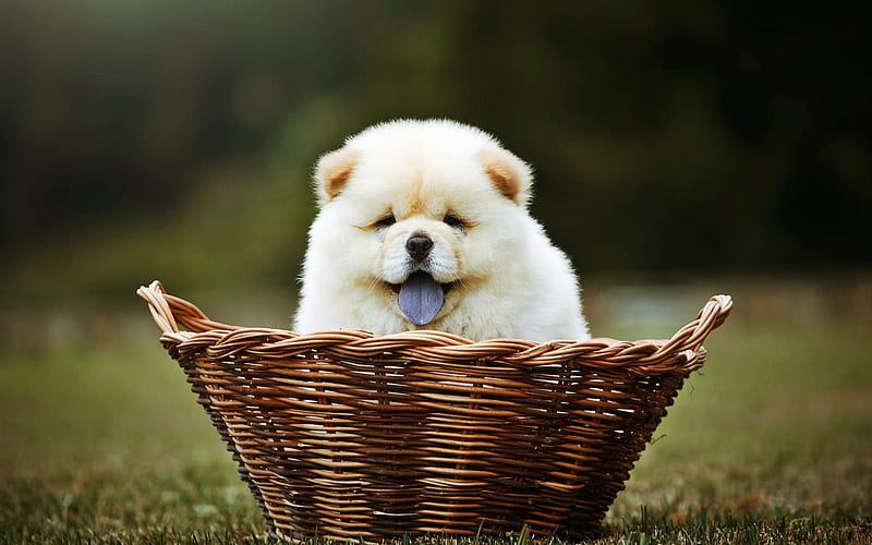 Chow Chow Puppy | Cream Color in Oddanchatram