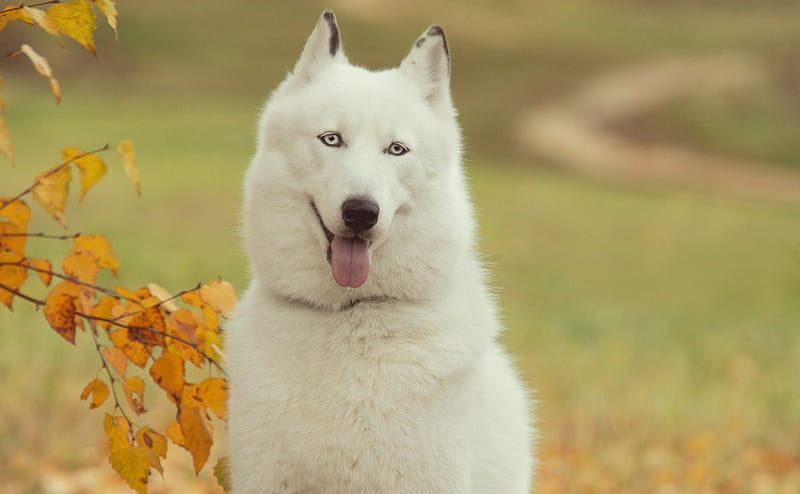 Siberian Husky Puppy | White Color available in Kerameri