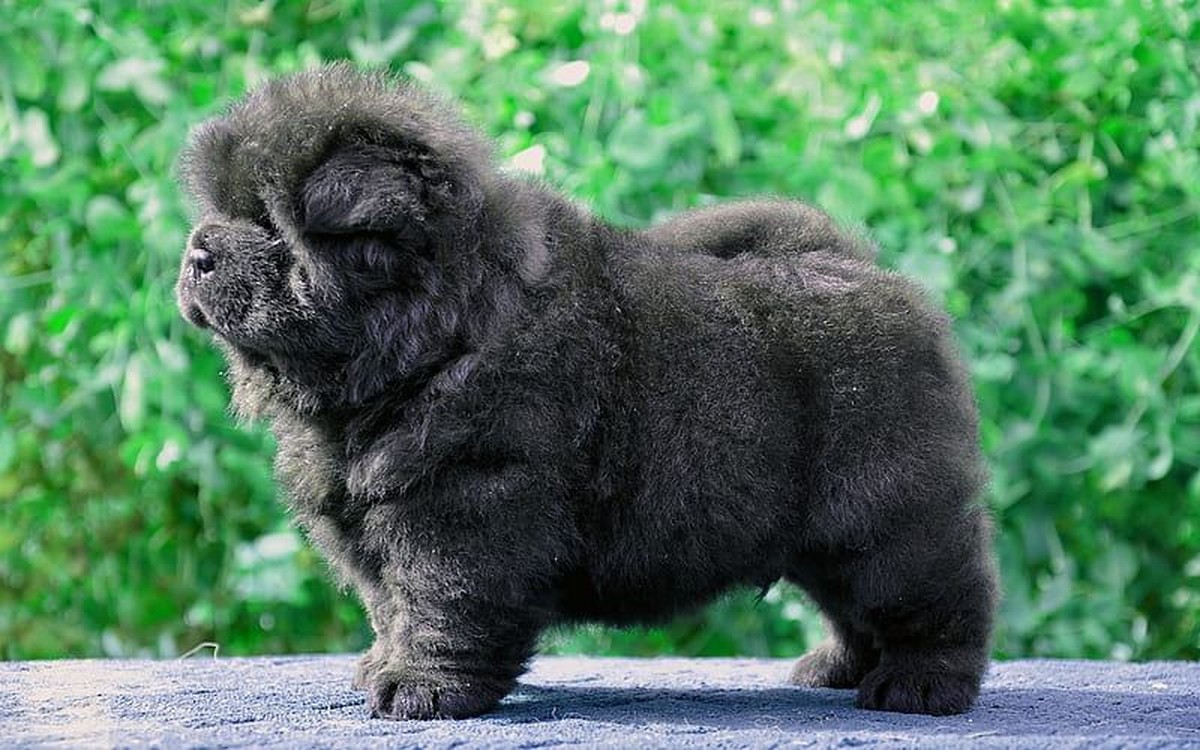 Chow Chow Puppy | Black Color in Oddanchatram