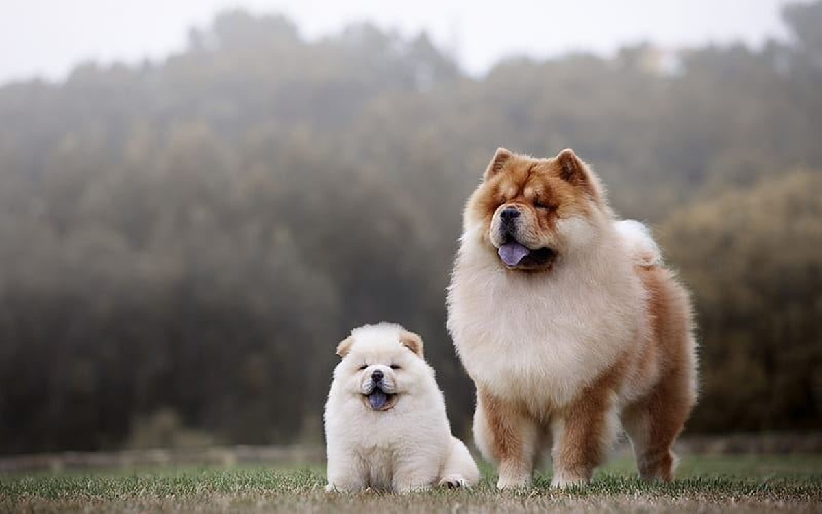 Chow Chow Puppy | White Color in Oddanchatram