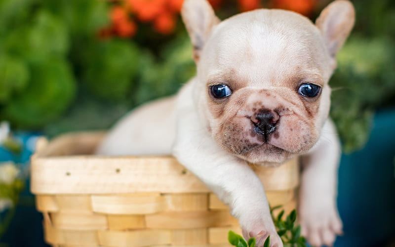 French Bulldog | White - French Bulldog Puppy | White