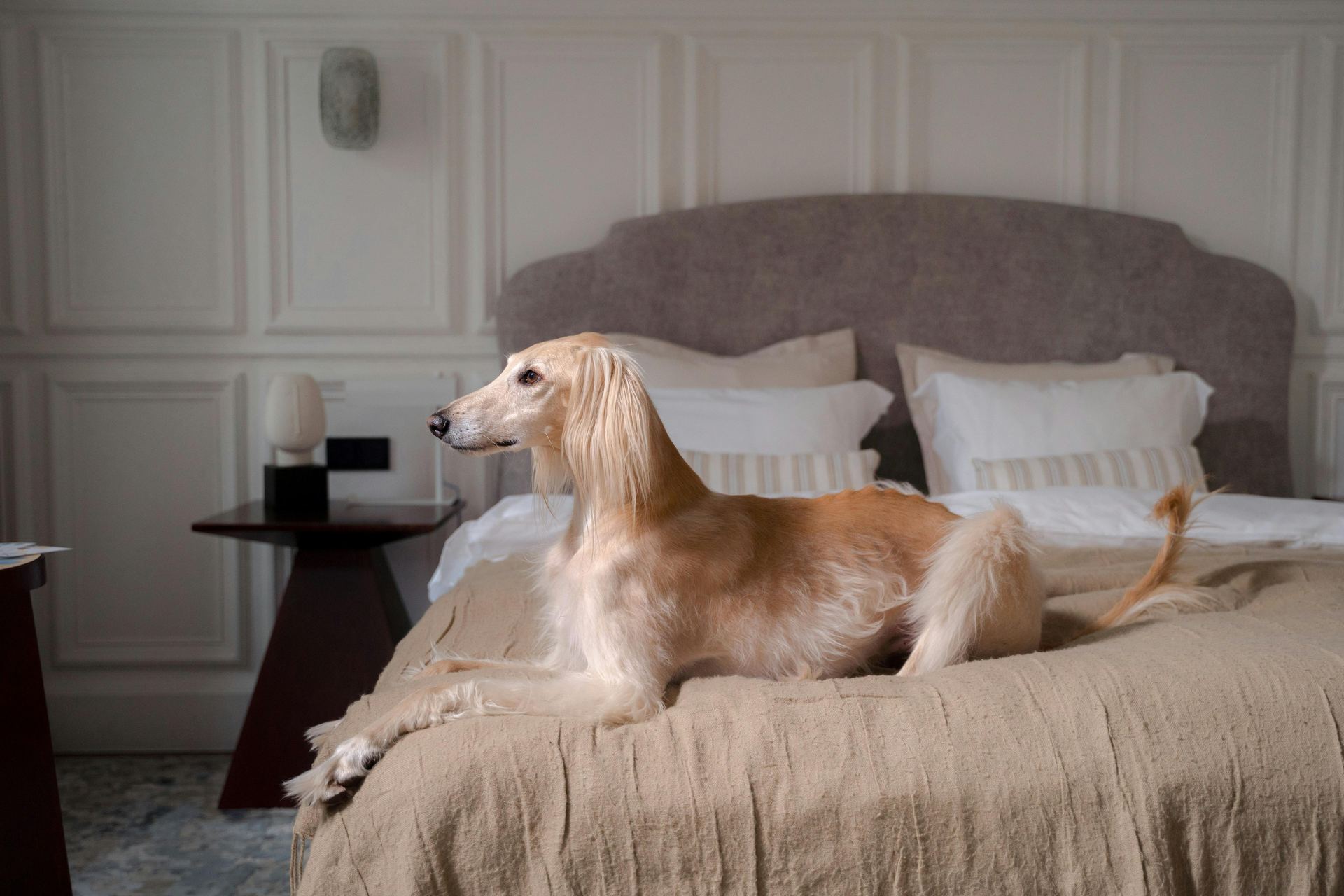 Afghan Hound Puppy in Bathalapalli, Andhra Pradesh - Main Photo