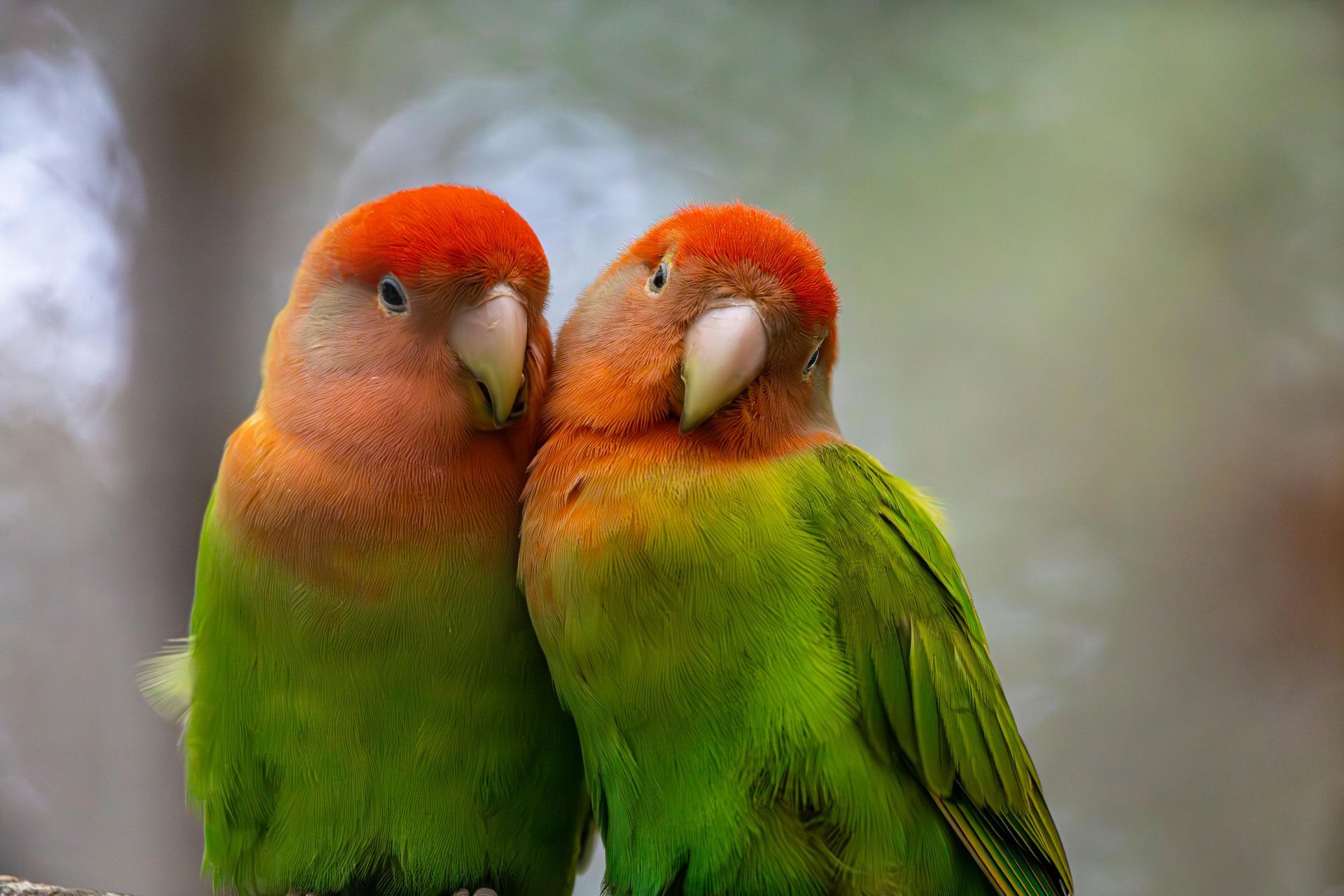 African Love Birds available in Koderma