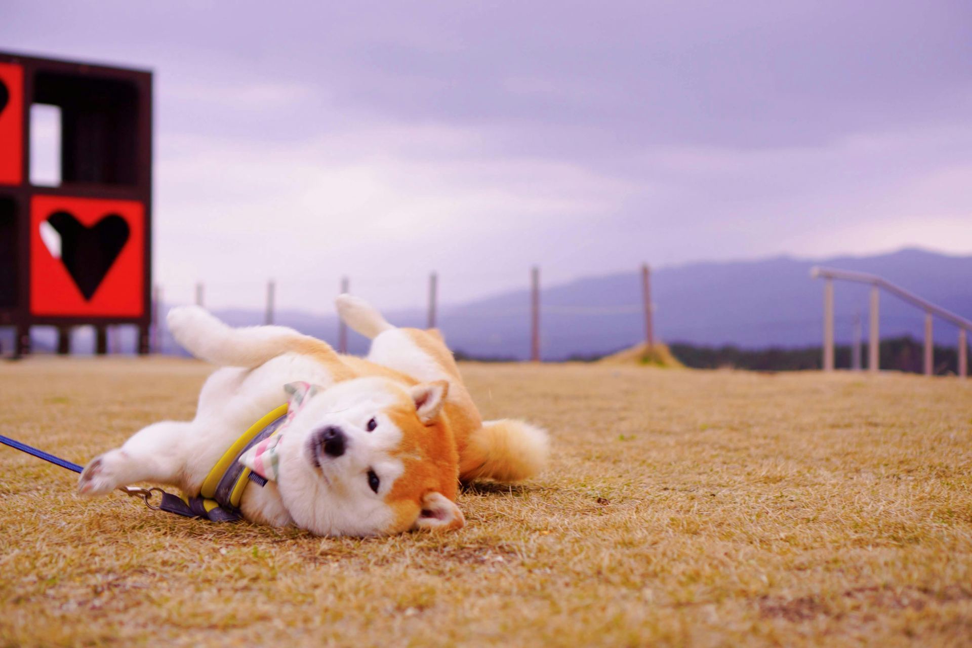 Akita Inu Puppy in Oddanchatram